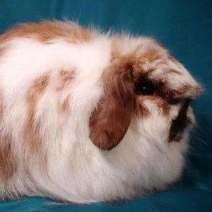 Meet your Posher, Dwayne